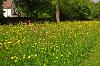 Wild flowers