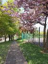 Bankes park blossom tree