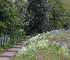 Willow Park walk