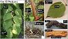 Image depicting signs and examples of Japanese knotweed.