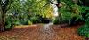 Taylor Park Woodland